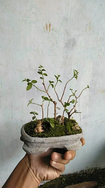 Detail Bonsai Sancang Grouping Nomer 40