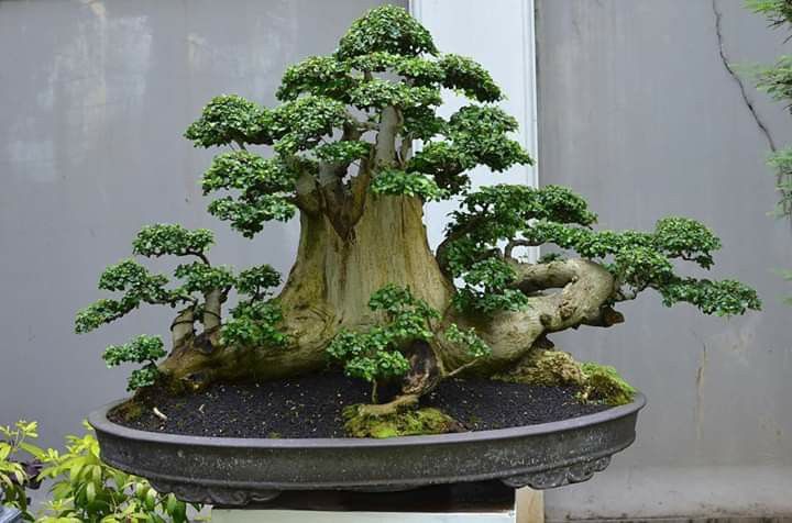 Detail Bonsai Serut Juara Nasional Nomer 12