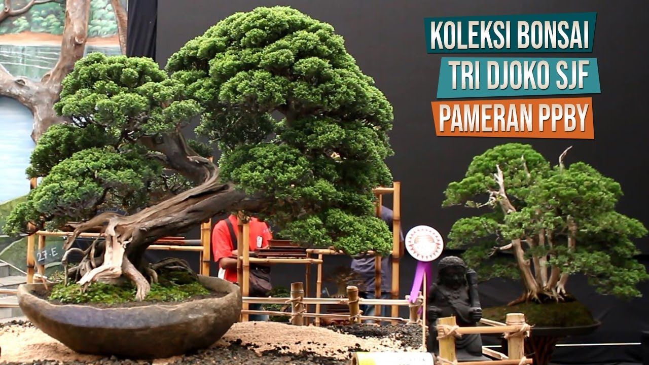 Detail Bonsai Serut Juara Nasional Nomer 23