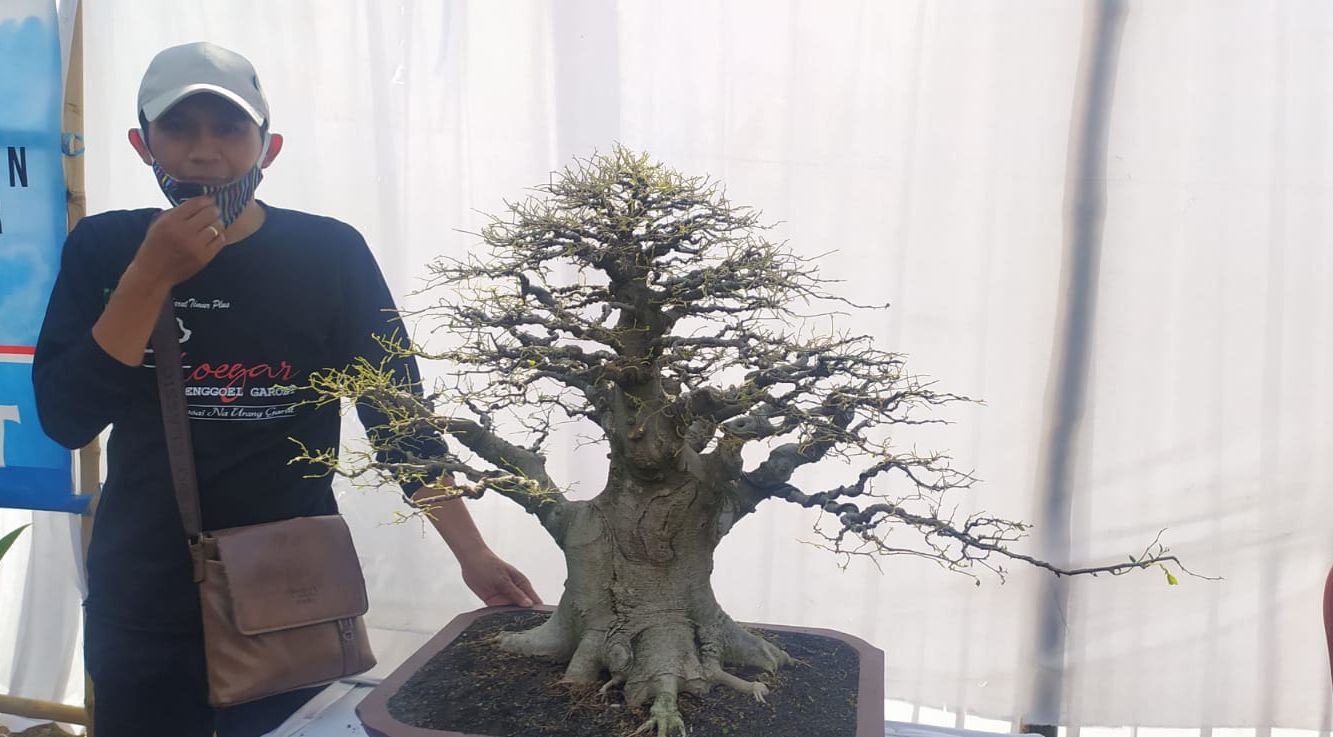 Detail Bonsai Serut Juara Nasional Nomer 25