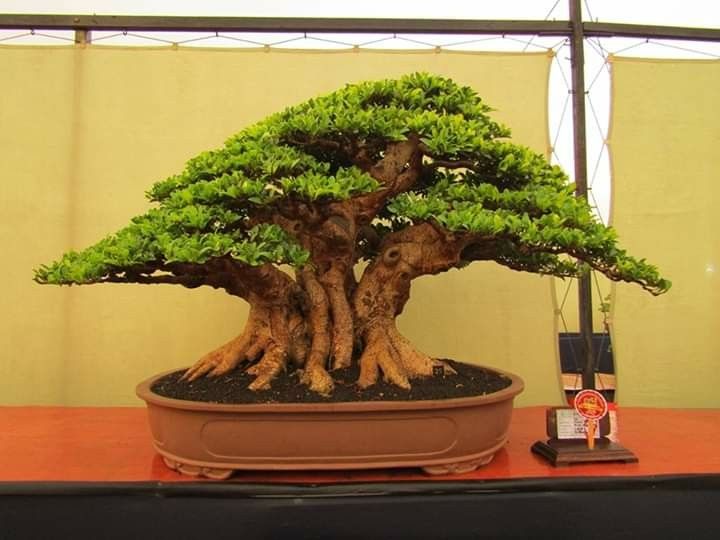 Detail Bonsai Serut Juara Nasional Nomer 35