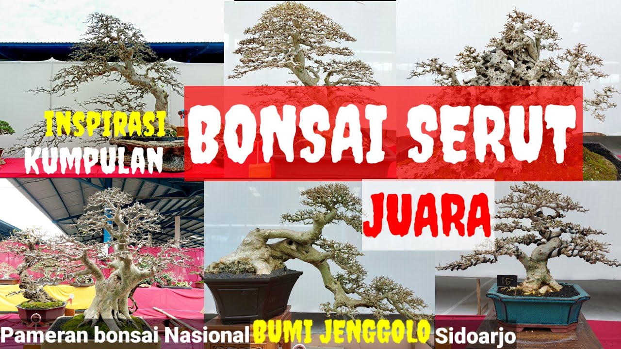 Detail Bonsai Serut Juara Nasional Nomer 5