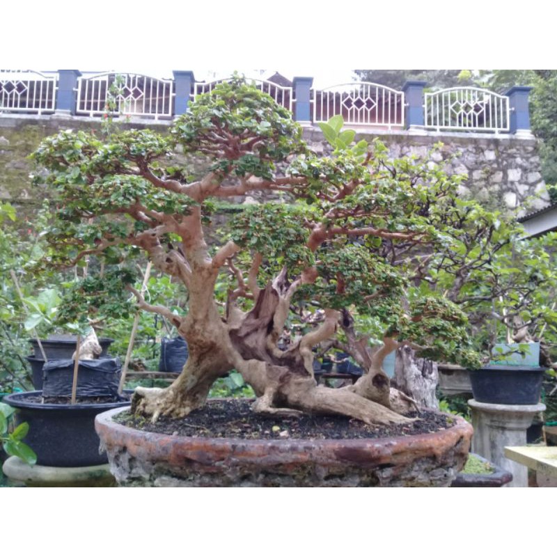 Detail Bonsai Serut Juara Nasional Nomer 43