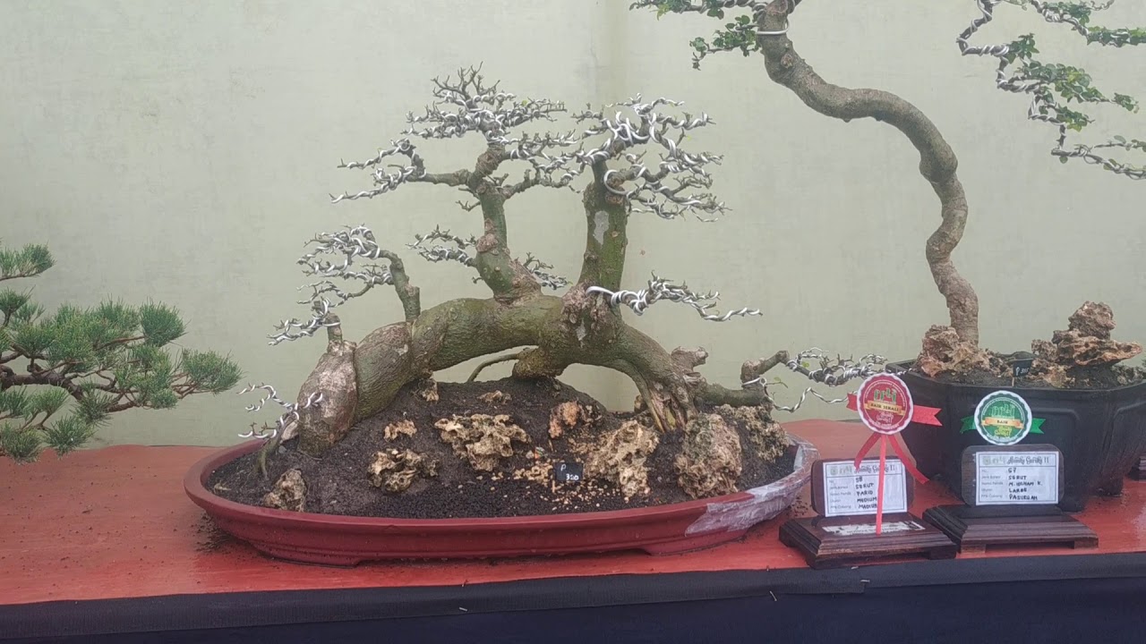 Detail Bonsai Serut Juara Nasional Nomer 49