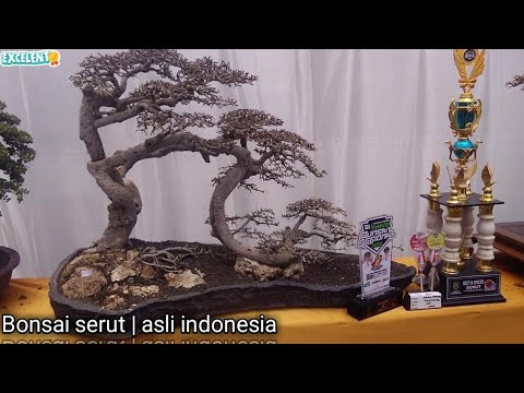 Detail Bonsai Serut Juara Nasional Nomer 7