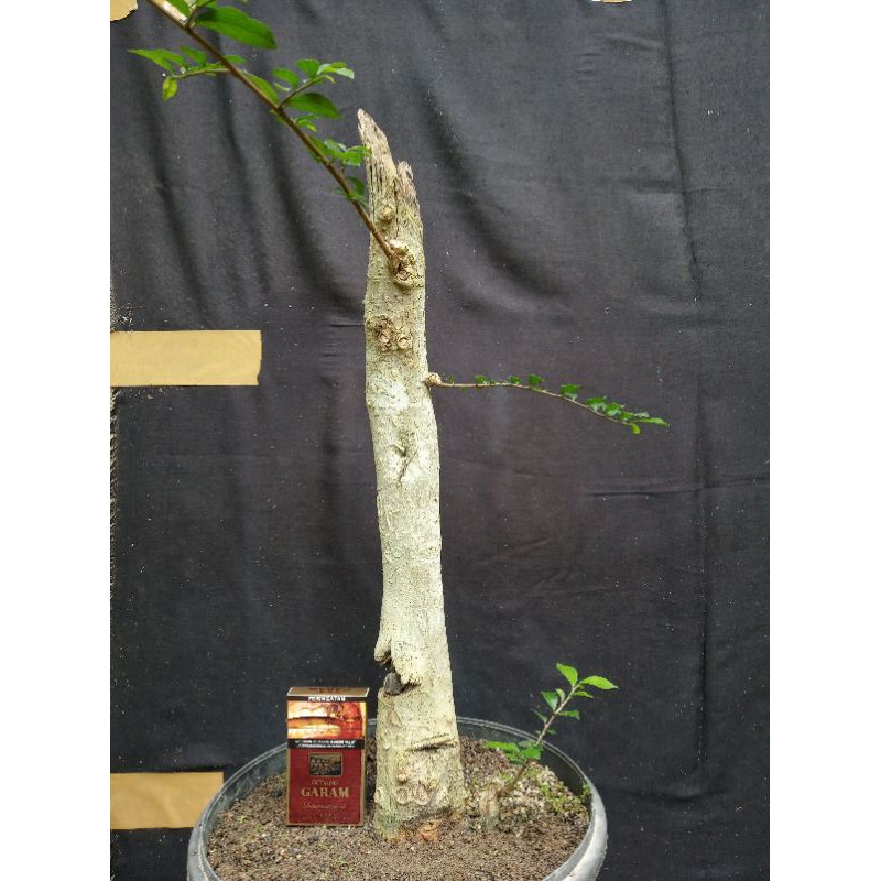 Detail Bonsai Serut Lurus Nomer 3