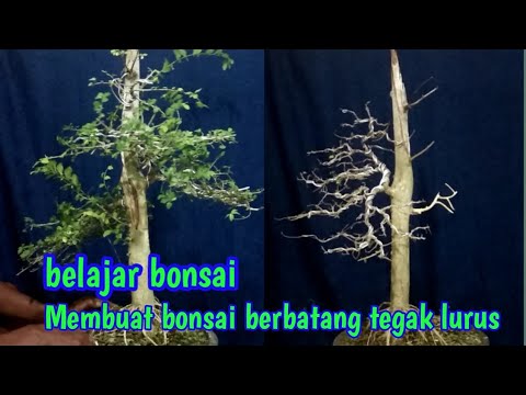 Detail Bonsai Serut Lurus Nomer 28