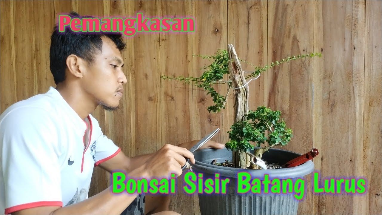 Detail Bonsai Serut Lurus Nomer 31