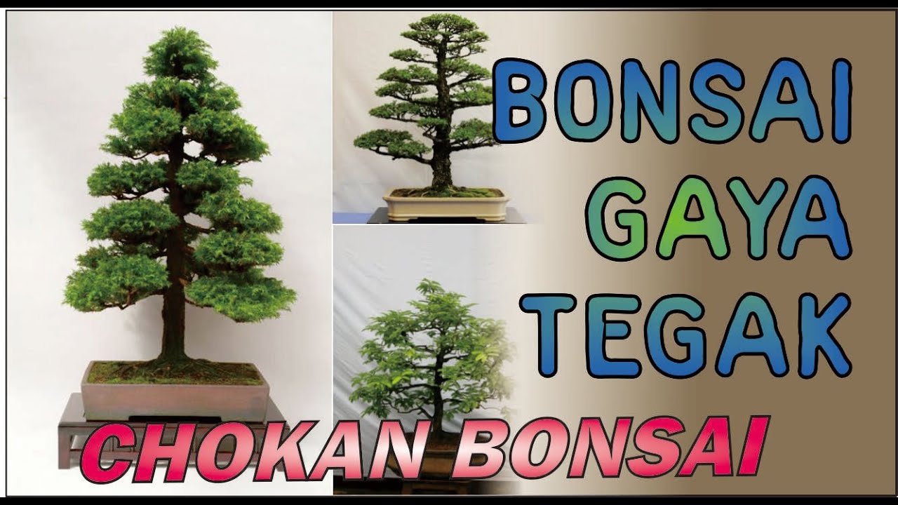 Detail Bonsai Serut Lurus Nomer 33