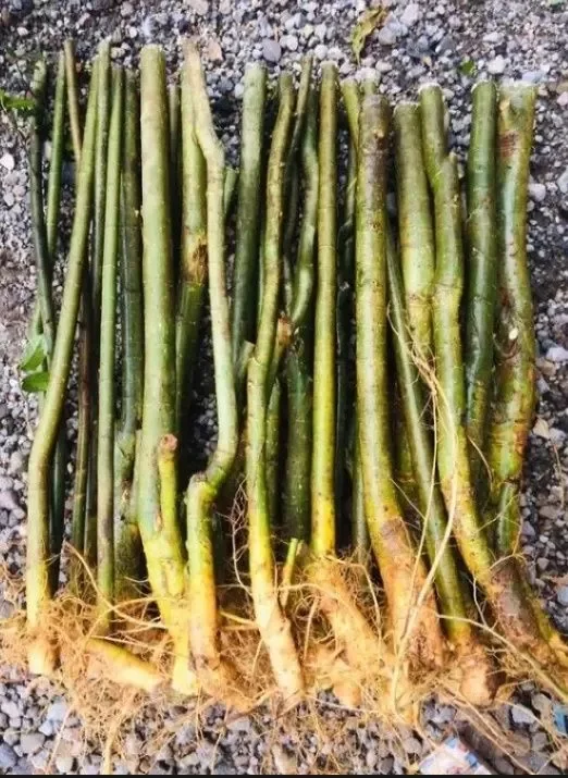 Detail Bonsai Serut Lurus Nomer 37
