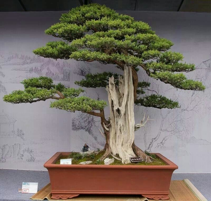 Detail Bonsai Serut Lurus Nomer 38