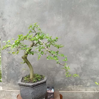 Detail Bonsai Serut Lurus Nomer 43