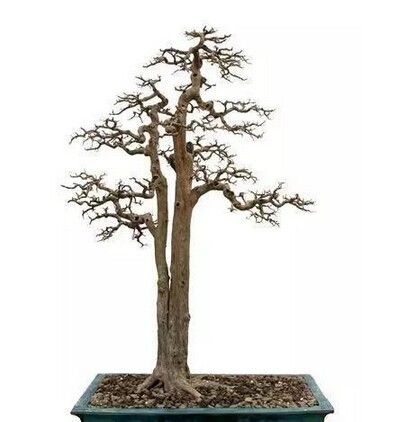 Detail Bonsai Serut Lurus Nomer 48