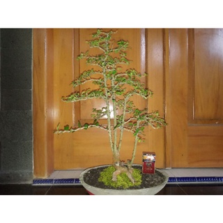 Detail Bonsai Serut Lurus Nomer 55