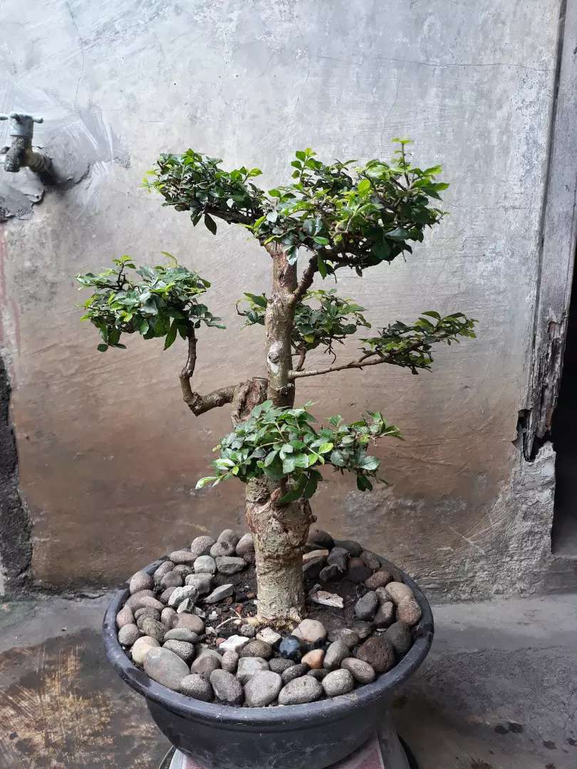 Detail Bonsai Serut Lurus Nomer 10