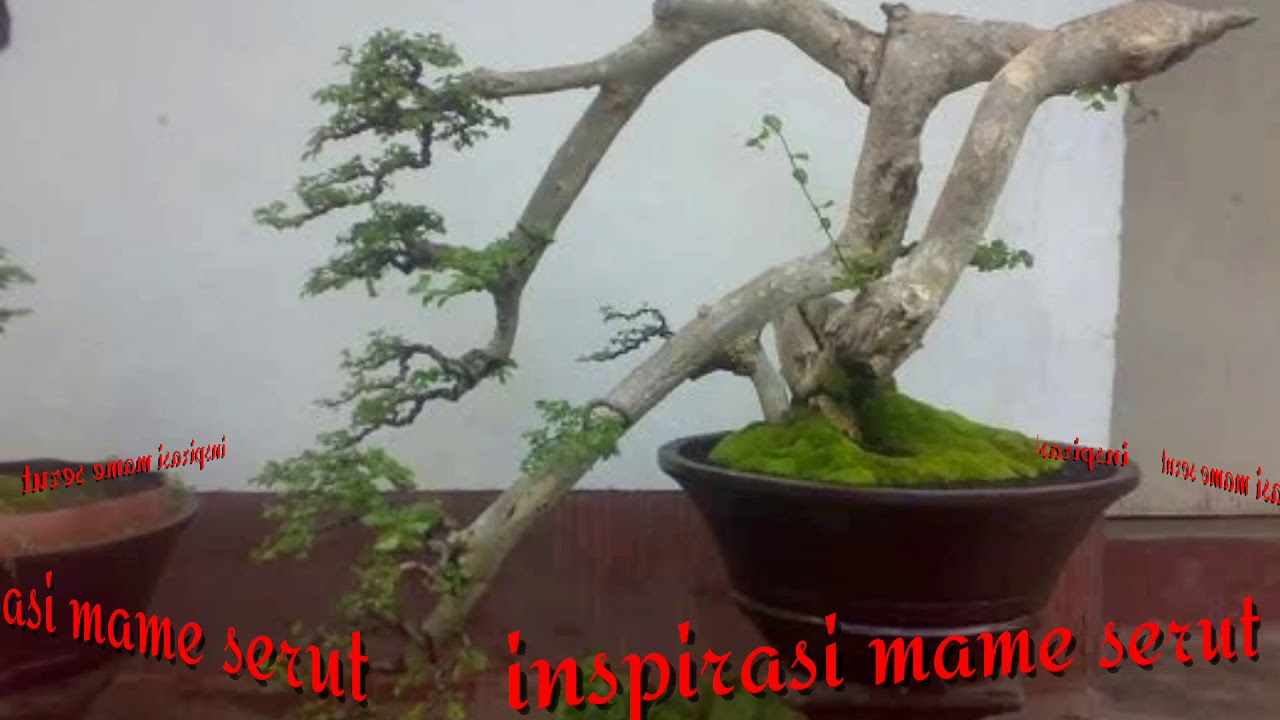 Detail Bonsai Serut Mame Nomer 16