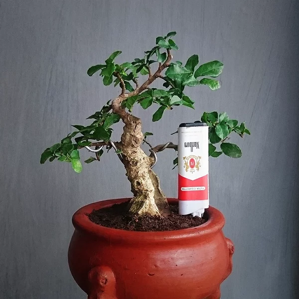 Detail Bonsai Serut Mame Nomer 21