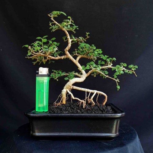 Detail Bonsai Serut Mame Nomer 33