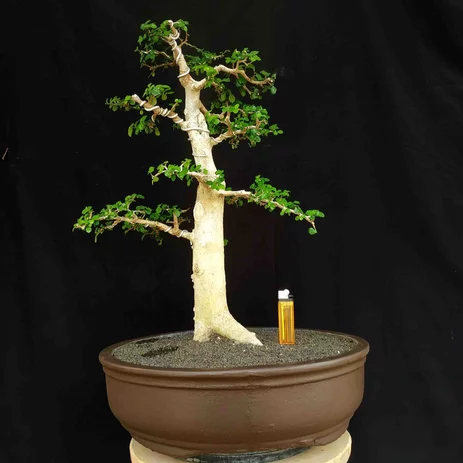 Detail Bonsai Serut Mini Nomer 42