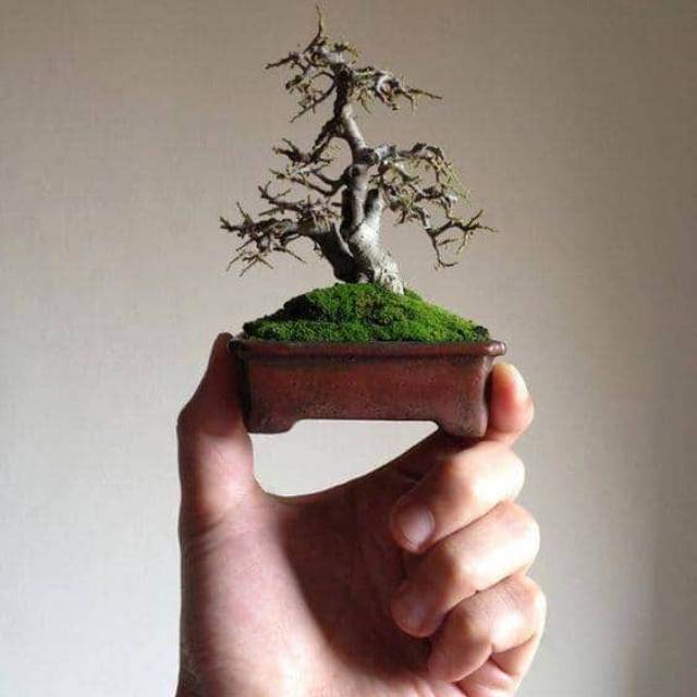 Detail Bonsai Serut Small Nomer 11