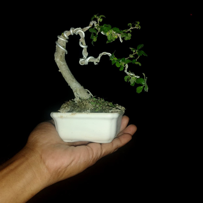 Detail Bonsai Serut Small Nomer 14