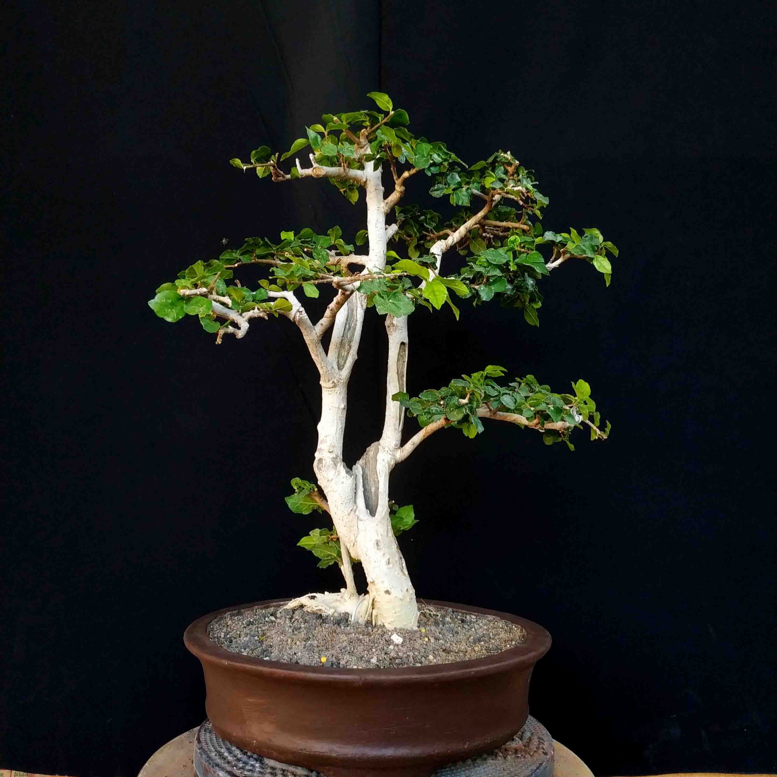 Detail Bonsai Serut Small Nomer 19