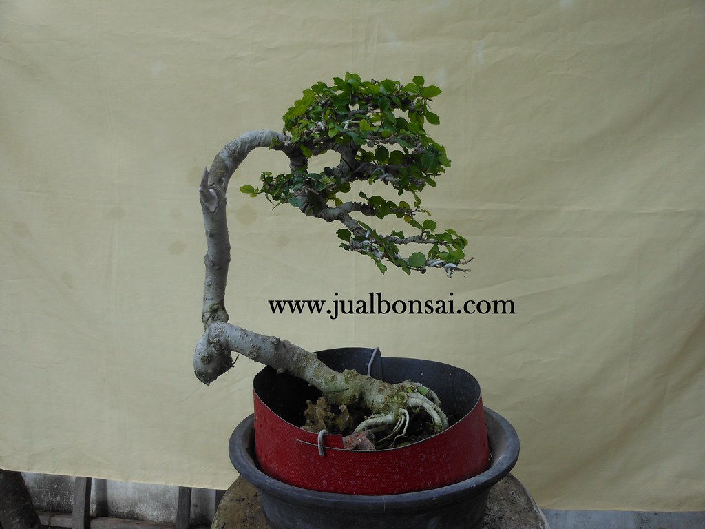 Detail Bonsai Serut Small Nomer 25