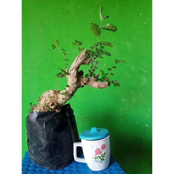 Detail Bonsai Serut Small Nomer 30