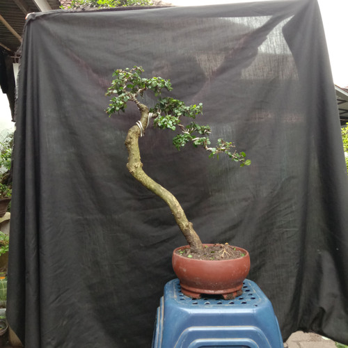 Detail Bonsai Serut Small Nomer 45