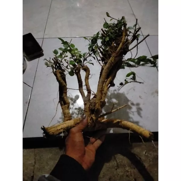 Detail Bonsai Serut Small Nomer 54