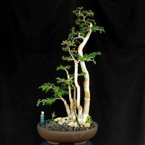 Detail Bonsai Serut Small Nomer 56