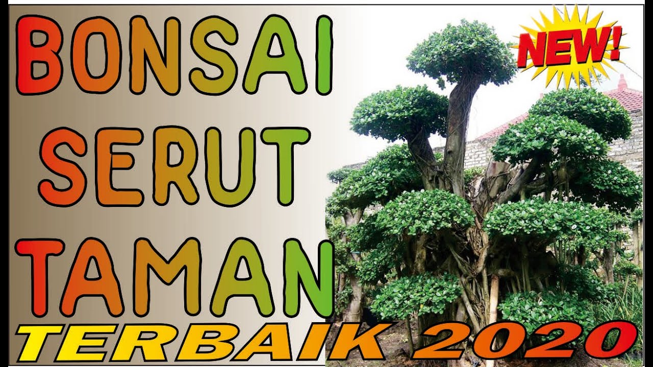 Detail Bonsai Serut Taman Terbaik Nomer 2