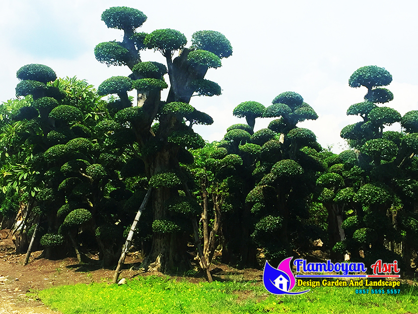 Detail Bonsai Serut Taman Terbaik Nomer 15