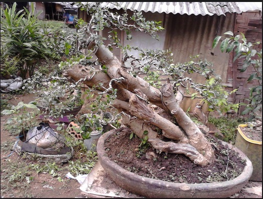 Detail Bonsai Serut Taman Terbaik Nomer 20