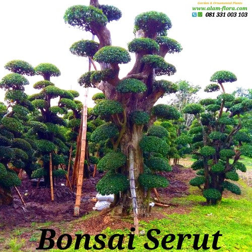 Detail Bonsai Serut Taman Terbaik Nomer 35