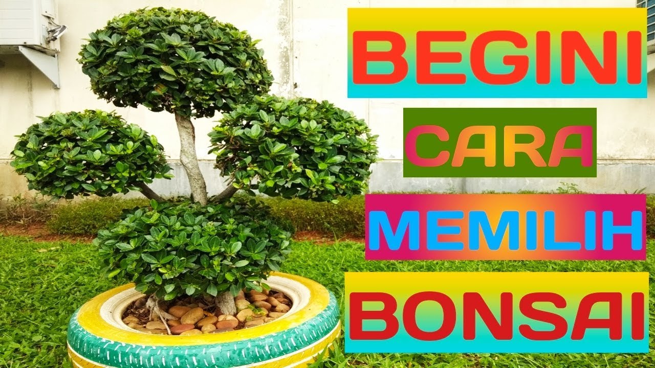 Detail Bonsai Serut Taman Terbaik Nomer 39