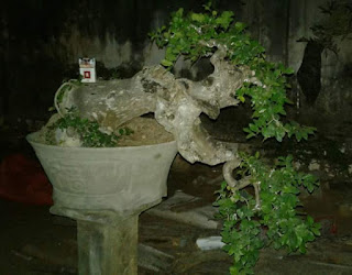 Detail Bonsai Serut Taman Terbaik Nomer 50