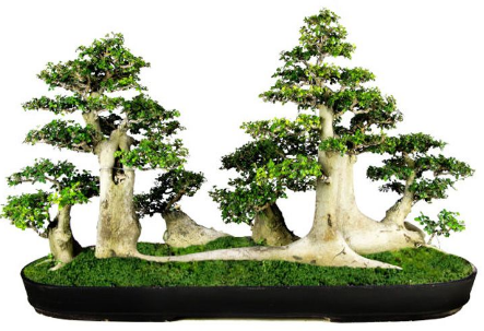 Detail Bonsai Serut Taman Terbaik Nomer 54