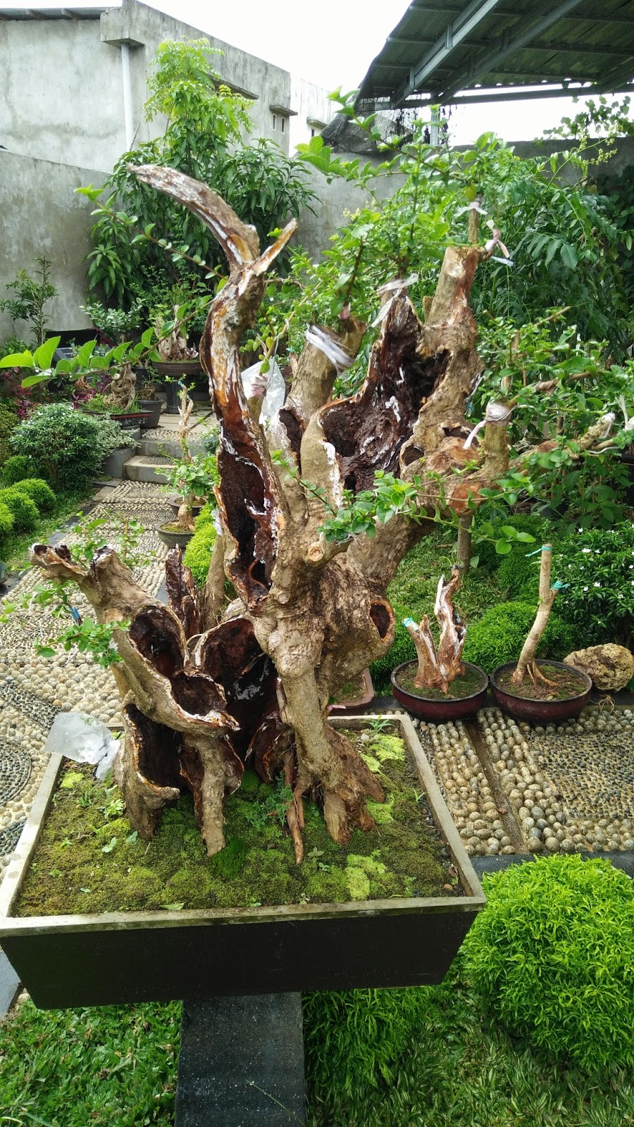 Detail Bonsai Serut Taman Terbaik Nomer 56