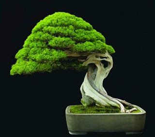 Detail Bonsai Serut Terindah Nomer 2