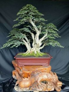 Detail Bonsai Serut Terindah Nomer 18