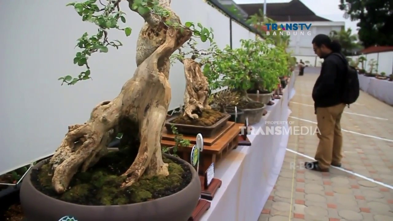 Detail Bonsai Serut Terindah Nomer 3