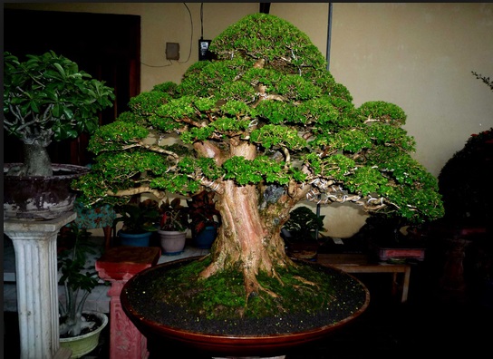 Detail Bonsai Serut Terindah Nomer 22