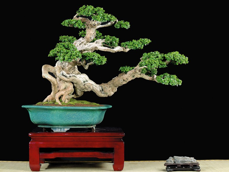 Detail Bonsai Serut Terindah Nomer 27