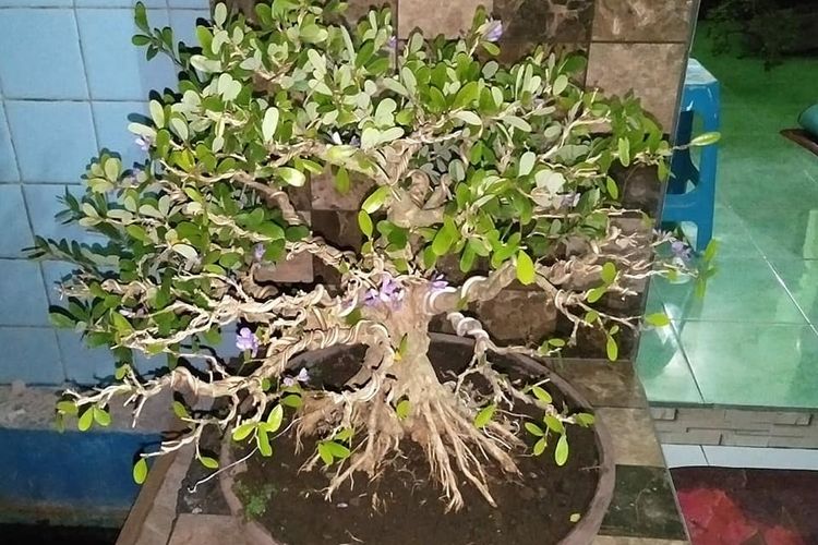 Detail Bonsai Serut Terindah Nomer 28