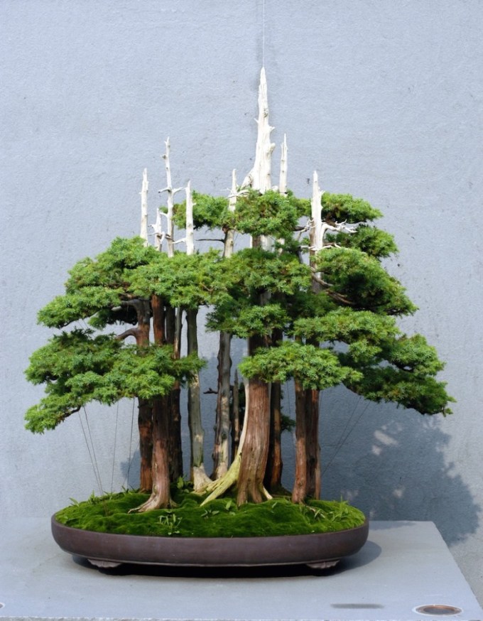 Detail Bonsai Serut Terindah Nomer 34