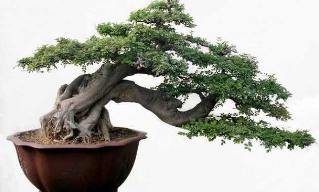 Detail Bonsai Serut Terindah Nomer 5