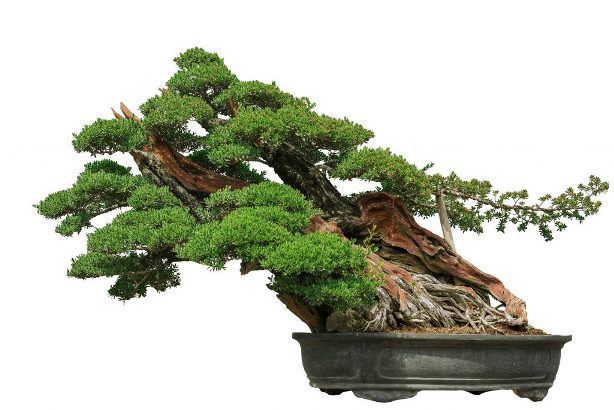 Detail Bonsai Serut Terindah Nomer 46