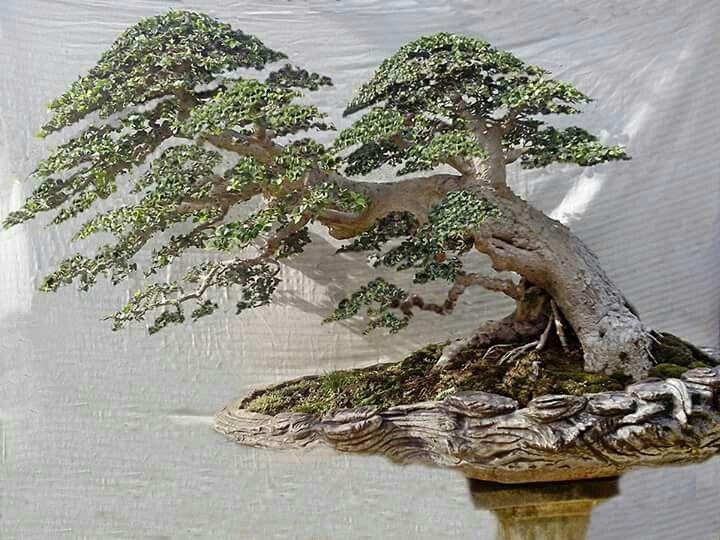 Detail Bonsai Serut Terindah Nomer 49