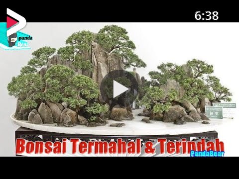 Detail Bonsai Serut Terindah Nomer 54